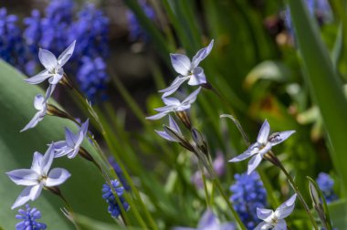 Ipheion uniflorum Wisley Mavi ilkbahar çiçekleri çiçek açıyor, küçük açık mavi beyaz ampul bahar çiçekleri muscari armeniacum arasında çiçek açıyor.