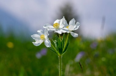 Anemonastrum narsiflorum narsisiflorus anemon çiçekli çiçek, çayırda açan beyaz sarı yapraklı yaban alp çiçekleri.