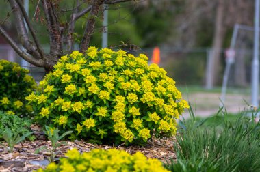 Euphorbia epitymoides yastığı çiçek açan çimenlik bitki, bahar zamanı süs bahçesi parlak sarı çiçekli bitki