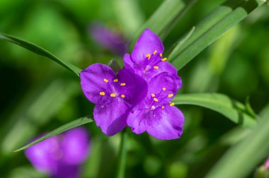 Tradescantia virginiana Virginia örümcek otu parlak mor menekşe çiçekli bitkiler, çiçek açmış üç taç yaprağı