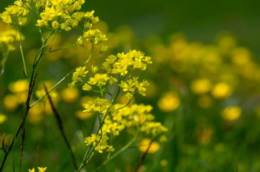 Bisküvili laevigata parlak sarı alp çiçekleri çiçek açmış, uzun ömürlü tomurcuk-hardal dağı çiçek açan yaprak bitkisi