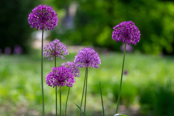 Allium Hollandicum Cipolla Persiana Aglio Olandese Sensazione Viola Pioggia Pianta — Foto Stock