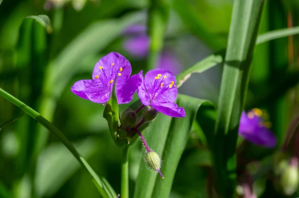 Tradescantia Virginiana Virginia Spiderwort Bright Purple Violet Flowering Plants Three — Fotografia de Stock