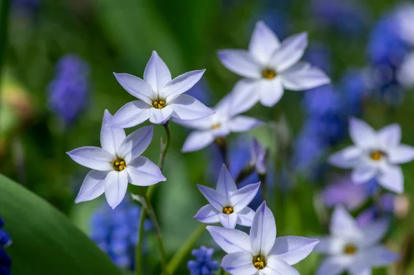 Ipheion Uniflorum Wisley Flores Primavera Azul Flor Pequeña Planta Floreciente — Foto de Stock