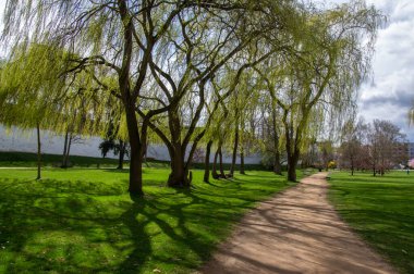 Baharın başında halk parkı, parlak güneş ışığında doğa yeşile döner, söğüt ağaçları ve kirli yol manzarası