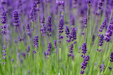 Lavandula angustifolia çiçek demeti, mor kokulu çiçek demeti güzel kokan bitkiler