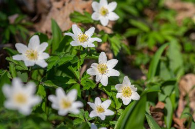 Anemonoides nemorosa wood anemone white flower in bloom, springtime flowering bunch of wild plants with green leaves