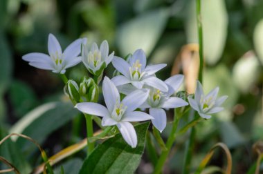 Ornithogalum umbellatum grass lily in bloom, small ornamental and wild bright white flowering springtime plant