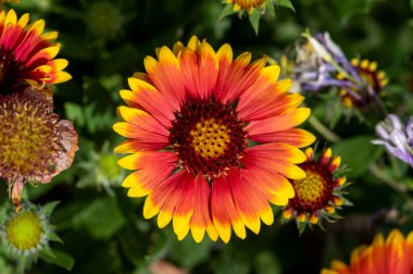 Gaillardia aristatası çiçek açan kırmızı çiçek, sık sık çiçek açan battaniye çiçeği, bir grup parlak yaprak rengi çiçek