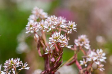 Euphorbia hypericifolia ornamental golden spurge plant in bloom, flowering bunch of bright white chickenweed flowers