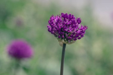Allium hollandicum Pers soğanı sarımsak mor sansasyonel yağmur çiçekleri çiçek açan süs çiçekleri