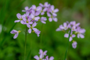 Cardamine pratensis guguguk kuşu çiçek açmış. Islak çayırda çiçek açan bir grup çiçek.