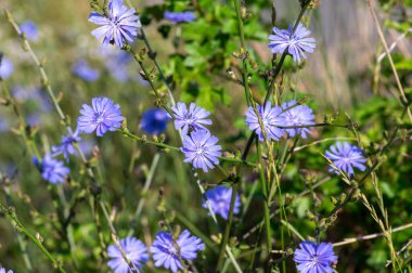 Cichorium intybus Common chicory wild bright blue flower in bloom, perennial herbaceous flowering bachelor's buttons field plants clipart