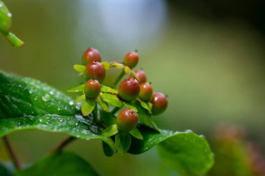 Hypericum androsaemum tutsan çiçek açan parlak sarı çiçekler, çiçek açan meyve bahçeleri