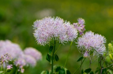 Thalictrum aquilegiifolium siberian columbine meadow-rue pembesi çiçek açan çiçekler, yaban alp çiçekleri, yeşil yapraklar