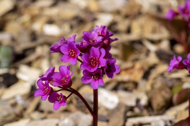 Bergenia crassifolia heartleaf elefant ears flowers on tall stem in bloom, bright pink purple flowering springtime plant