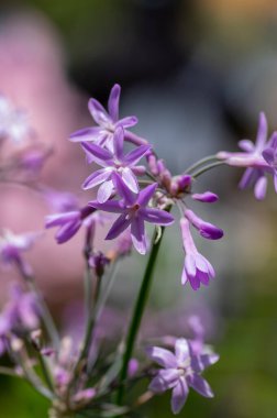 Tulbaghia violacea society garlic flowers in bloom, light pink agapanthus spring bulbs flowering mexican plant