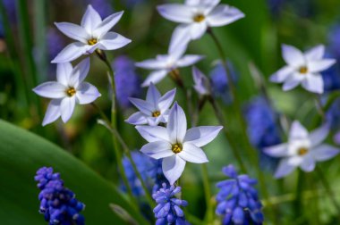 Ipheion uniflorum Wisley Mavi ilkbahar çiçekleri çiçek açıyor, küçük açık mavi beyaz ampul bahar çiçekleri muscari armeniacum arasında çiçek açıyor.
