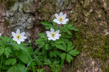 Anemonoides nemorosa wood anemone white flower in bloom, springtime flowering bunch of wild plants with green leaves
