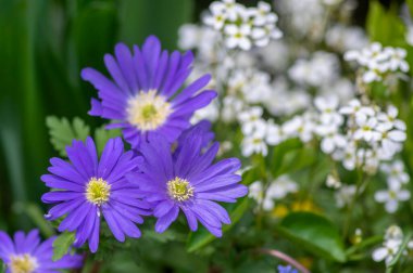 Anemone blanda Grecian winter windflower flowers in bloom, beautiful ornamental blue violet plants in bloom in springtime