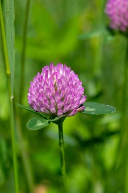 Trifolium pratense red clover wild flowering plant, purple pink meadow flowers in bloom
