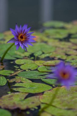 Nymphaea caerulea zanzibarensis nilüfer çiçeği çiçek açmış, çiçek açan nilüfer çiçekleri dekoratif bahçe havuzunda, yeşil benekli yapraklar