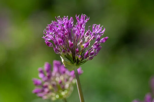 Allium Hollandicum Cipolla Persiana Aglio Olandese Sensazione Viola Pioggia Pianta — Foto Stock