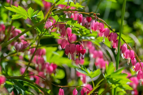 Dicentra Spectabilis Bleeding Heart Flowers Hearts Shapes Bloom Beautiful Lamprocapnos — Stock Photo, Image