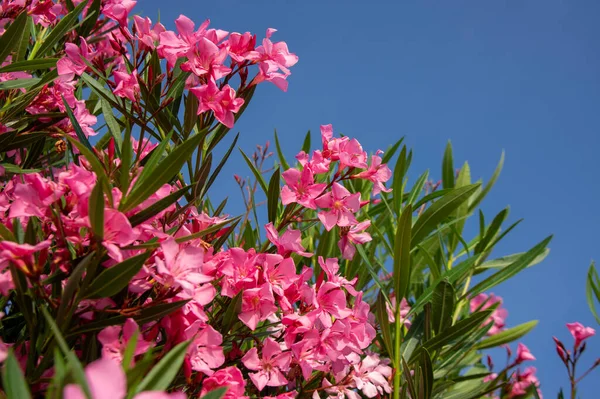 Nerium Oleander Flores Color Rosa Brillante Flor Hojas Verdes Ramas — Foto de Stock