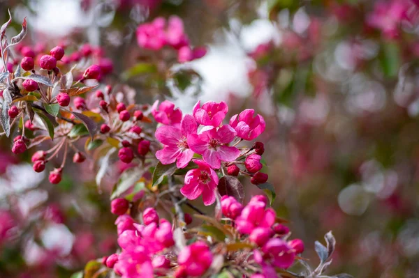 stock image Ornamental malus royalty beautiful apple flowering tree, springtime, purple pink flowers in bloom on branches, colorful leaves