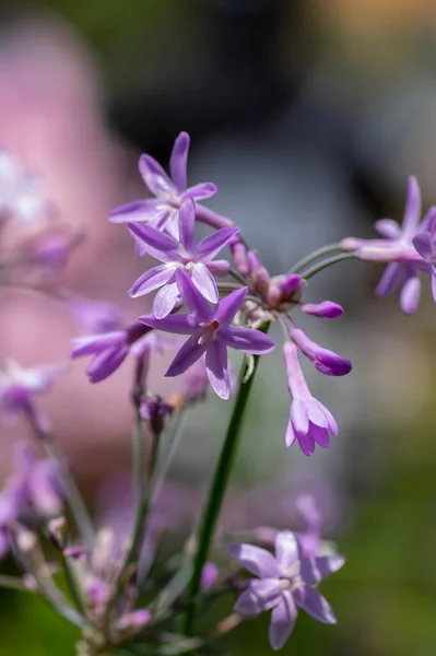 Tulbaghia Violacea Society Garlic Flowers Bloom Light Pink Agapanthus Spring — 스톡 사진