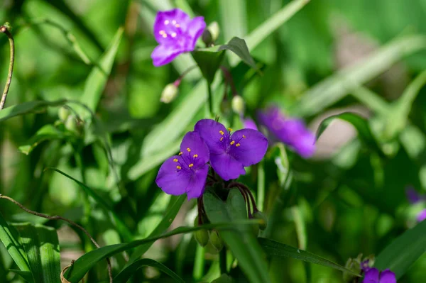 Tradescantia Virginiana Virginia Spiderwort Bright Purple Violet Flowering Plants Three — Fotografia de Stock