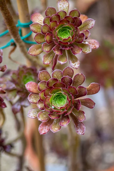 Aeonium Arboreum Tree Aeonium Houseleek Rosetten Aus Roten Blättern Sieht — Stockfoto