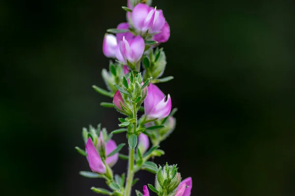 Ononis Spinosa Light Pink White Wild Flowering Plant Slovenian Alpine — Stock Photo, Image
