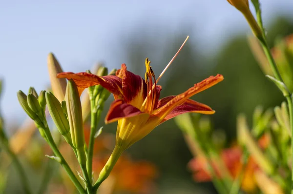Hemerocallis fulva beautiful bright orange plants in bloom, ornamental flowering daylily flowers in natural parkland