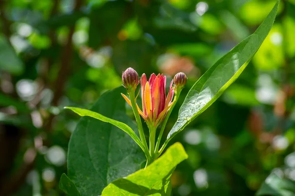 Calycanthus Occidentalis Planta Con Flores Arbusto Dulce Arbusto Especias Rojo — Foto de Stock