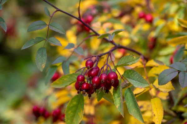 Rosa Glauca Deciduous Red Leaved Spiny Shrub Red Ripened Fruits — 스톡 사진