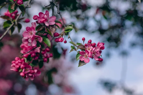 stock image Ornamental malus royalty beautiful apple flowering tree, springtime, purple pink flowers in bloom on branches, colorful leaves