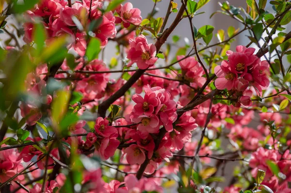 stock image Chaenomeles japonica japanese maules quince flowering shrub, beautiful bright pink color flowers in bloom on springtime branches