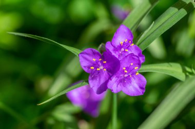 Tradescantia virginiana Virginia örümcek otu parlak mor menekşe çiçekli bitkiler, çiçek açmış üç taç yaprağı