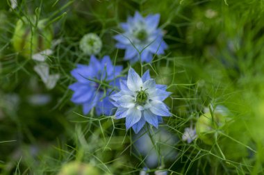 Nigella Damascena parlak mavi süslemeli güzel çiçekli bitkiler, çalılıklardaki aşk çiçekleri ve yeşil yapraklar