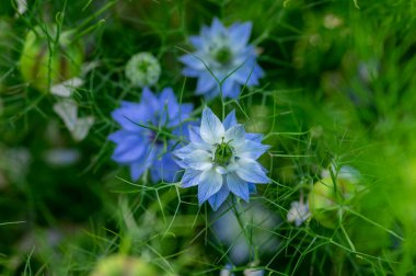 Nigella damascena bright blue ornamental beautiful flowering plants, love-in-a-mist devil in the bush flowers in bloom and green leaves clipart