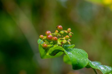 Hypericum androsaemum tutsan çiçek açan parlak sarı çiçekler, çiçek açan meyve bahçeleri