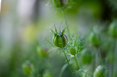 Nigella Damascena tohumu zehirli alkaloit kapsüller, yeşil yapraklar