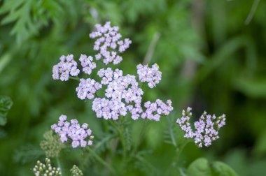 Achillea Millefolium. Çiçek açmış avlu çiçekleri. Çayırdaki çayırda güzel yabani çiçekler.