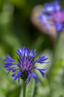 Centaurea montana mountain cornflower bright color blue purple flowers in bloom, knapweed bluet flowering plant