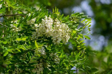 Robinia pseudoacacia ornamental tree in bloom, bright white flowering bunch of light flowers, green foliage