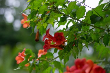 Campsis radicans orange red flowering plant, group of trumpet flowers in bloom on shrub branches in Italy