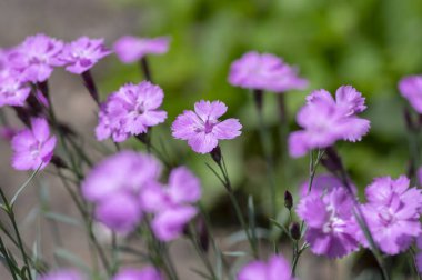 Dianthus caryophyllus karanfili pembe hafif karanfil çiçek açar, yaz mevsiminde ekilmiş çiçek açan bitkiler