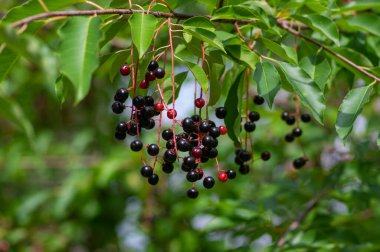 Prunus padus bird cherry hackberry tree branches with hanging black and red fruits, green leaves in autumn daylight, herbal berry medicine